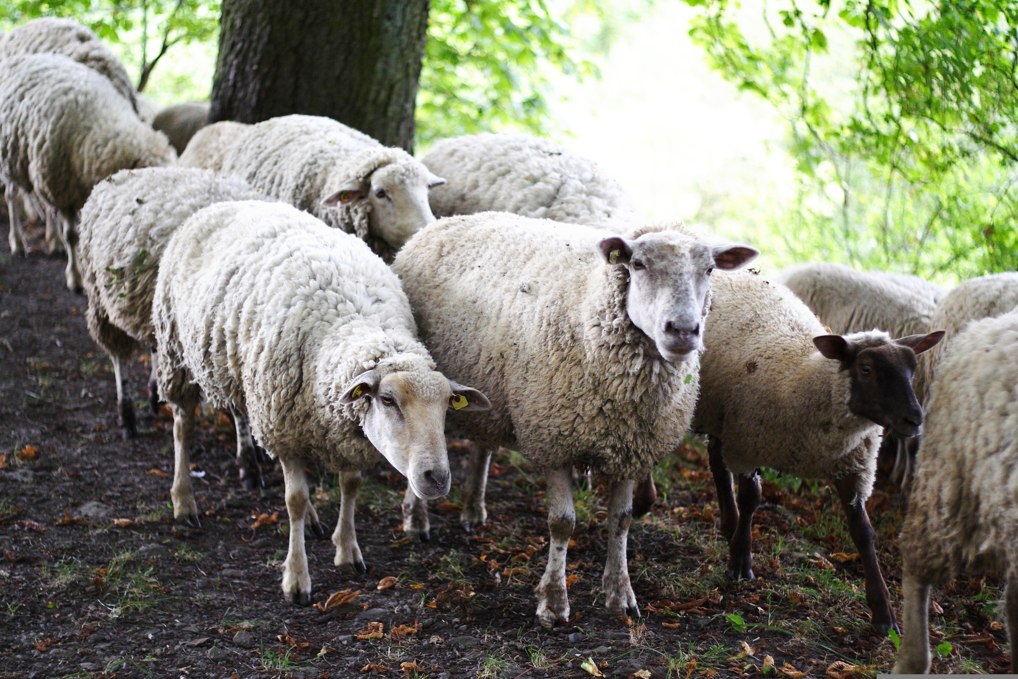 jo_pictures-sheep-451184.jpg